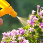 Lawn Fungicide Spray vs Granular