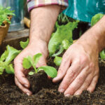 What Garden Was Jesus Arrested In? Discover Gethsemane Facts