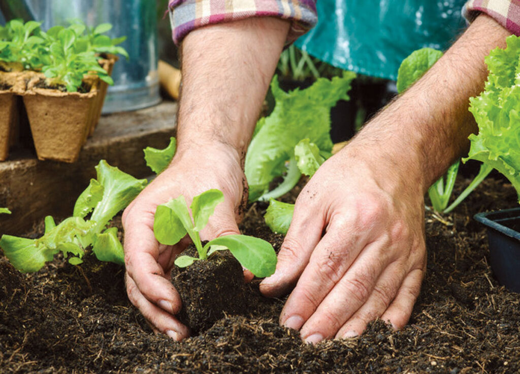 What Garden Was Jesus Arrested In? Discover Gethsemane Facts